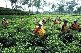 Sylhet, Daghuter of Nature.